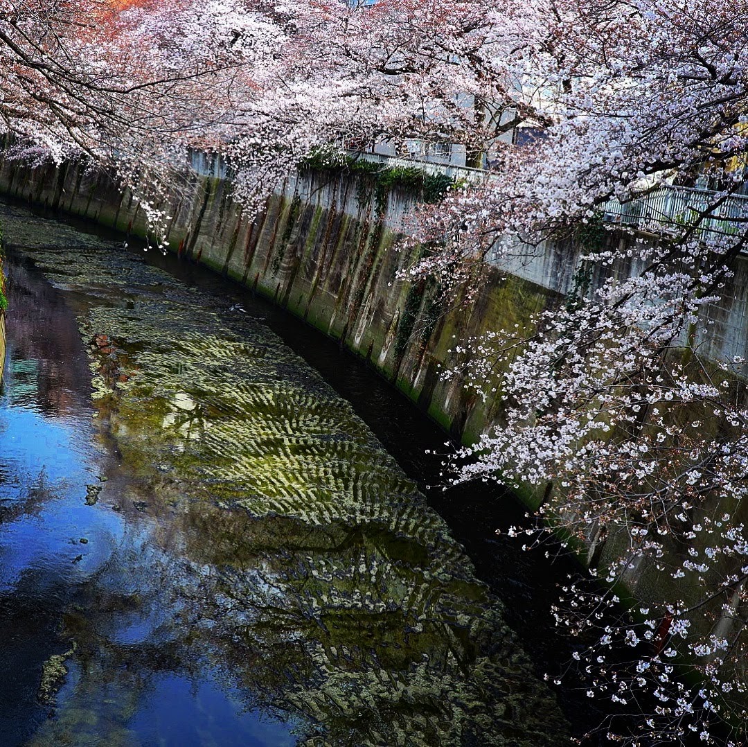 f:id:gawashi724:20190327224333j:plain f:id:gawashi724:20190327224333j:plain