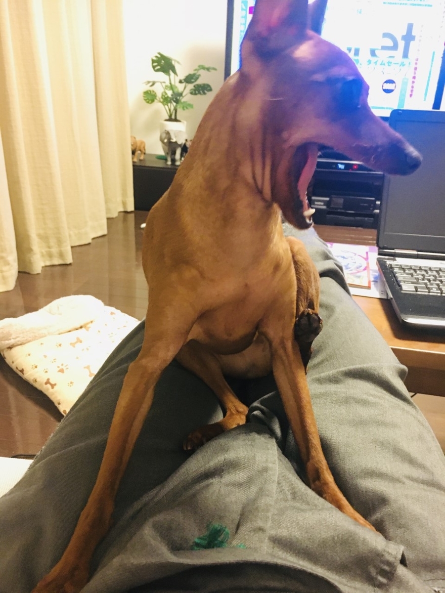 f:id:gay-dog:20200416103555j:plain f:id:gay-dog:20200416103555j:plain