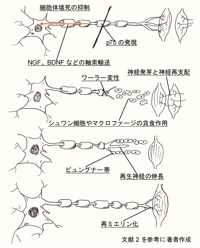 f:id:gazo-u2:20200503154954p:plain