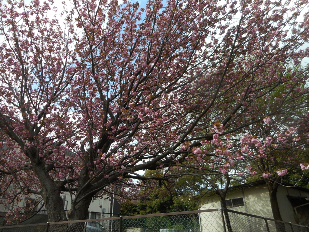 f:id:gc-hanasima:20170420200732j:plain f:id:gc-hanasima:20170420200732j:plain