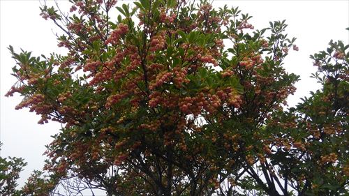 f:id:gchanchan:20190721123306j:plain f:id:gchanchan:20190721123306j:plain