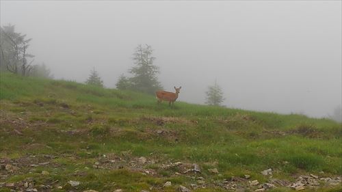 f:id:gchanchan:20190721123701j:plain f:id:gchanchan:20190721123701j:plain