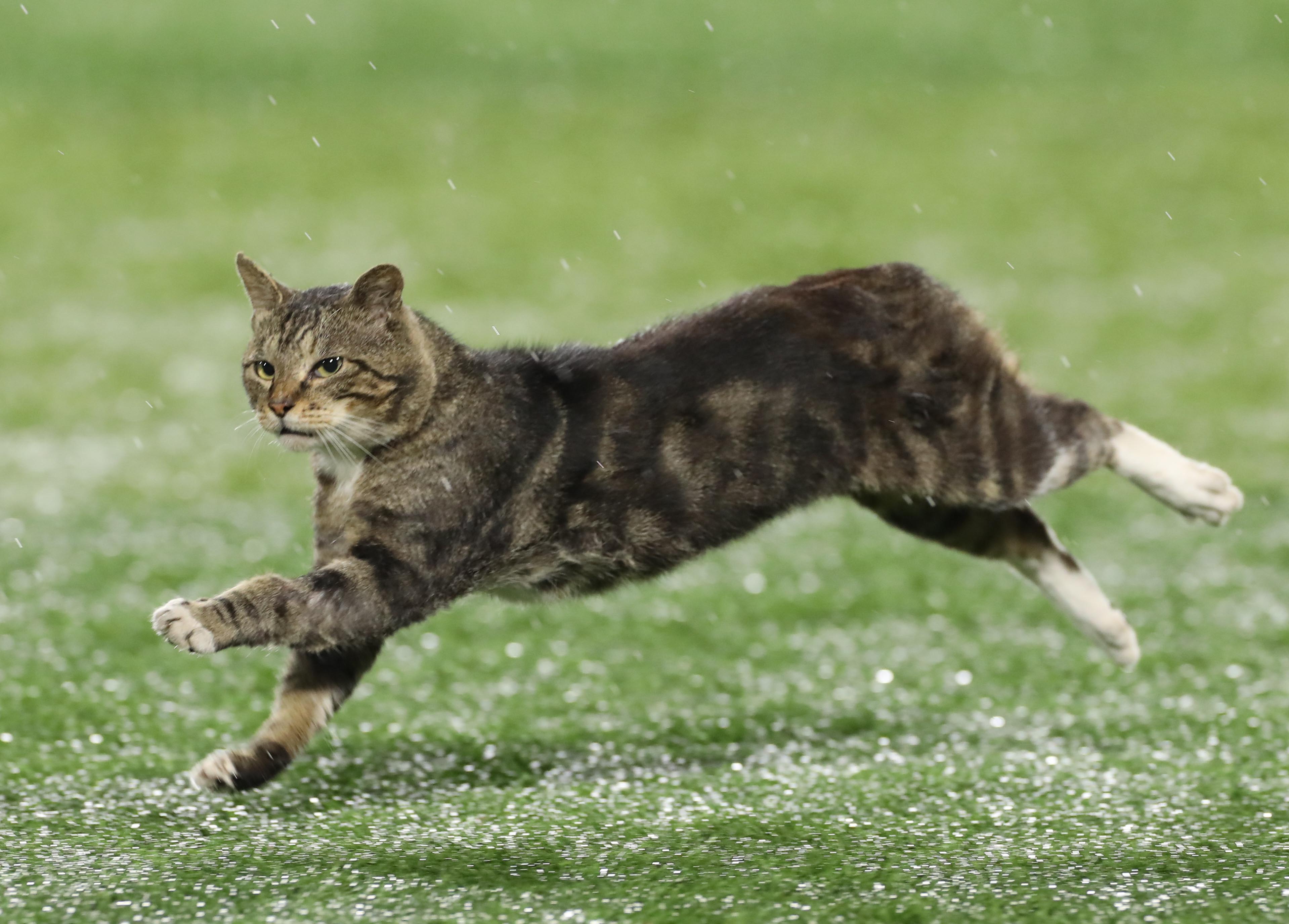 ハマスタ猫 スポーツ紙カメラマンたちの写真が素晴らしい がらくたクリップ