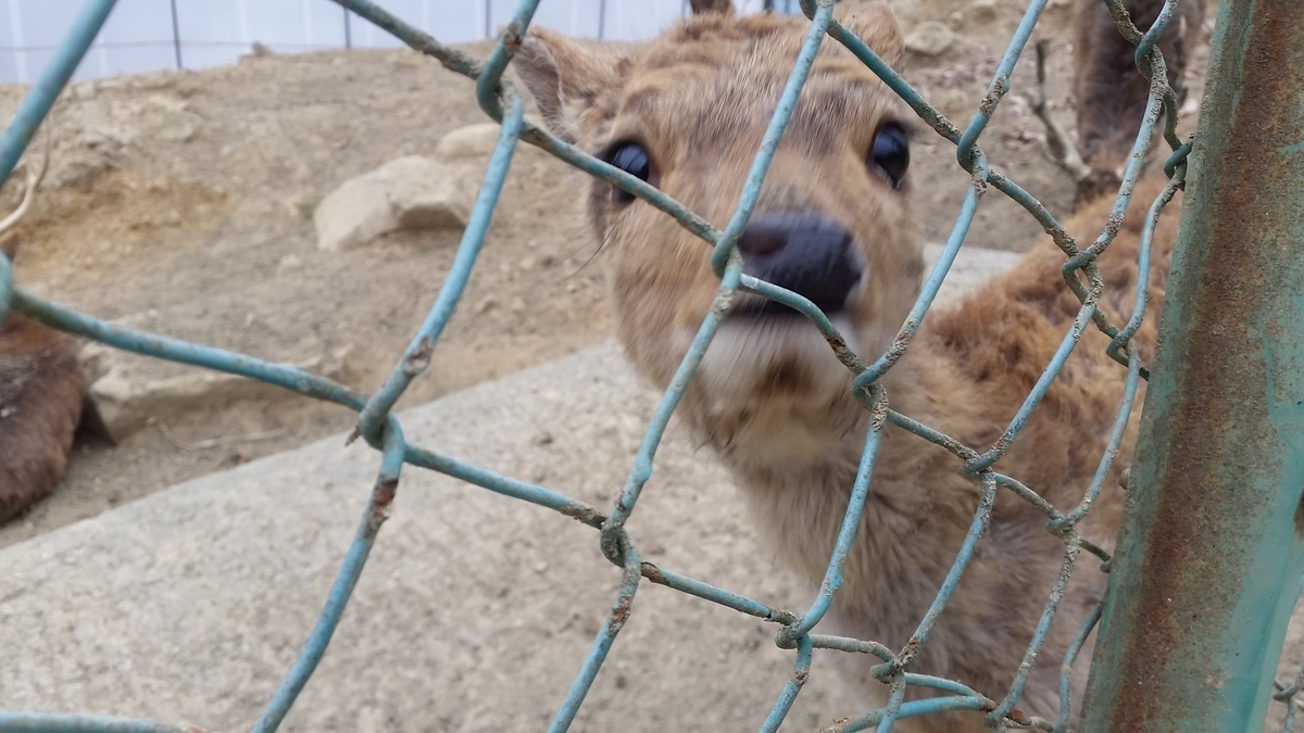 f:id:gdc4:20210325224819j:plain