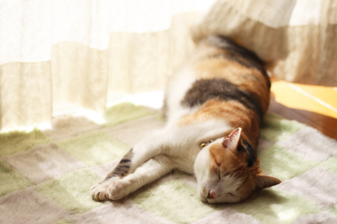 f:id:ge_da_tsu:20100224113611j:image
