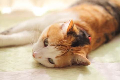 f:id:ge_da_tsu:20100224113710j:image