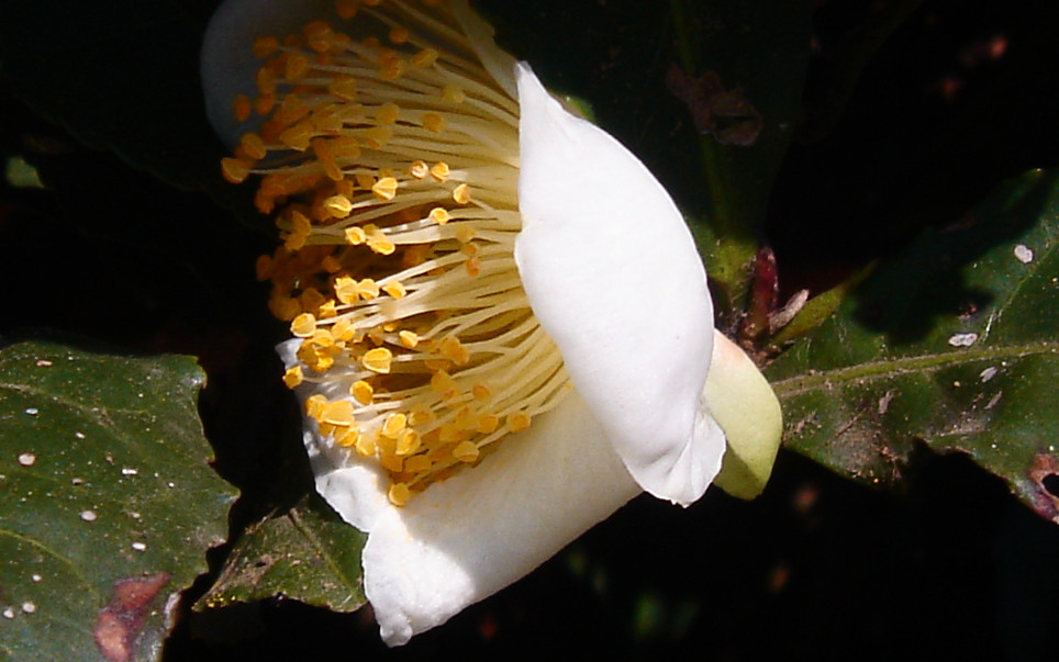 f:id:geasszero:20101202193027j:image f:id:geasszero:20101202193027j:image
