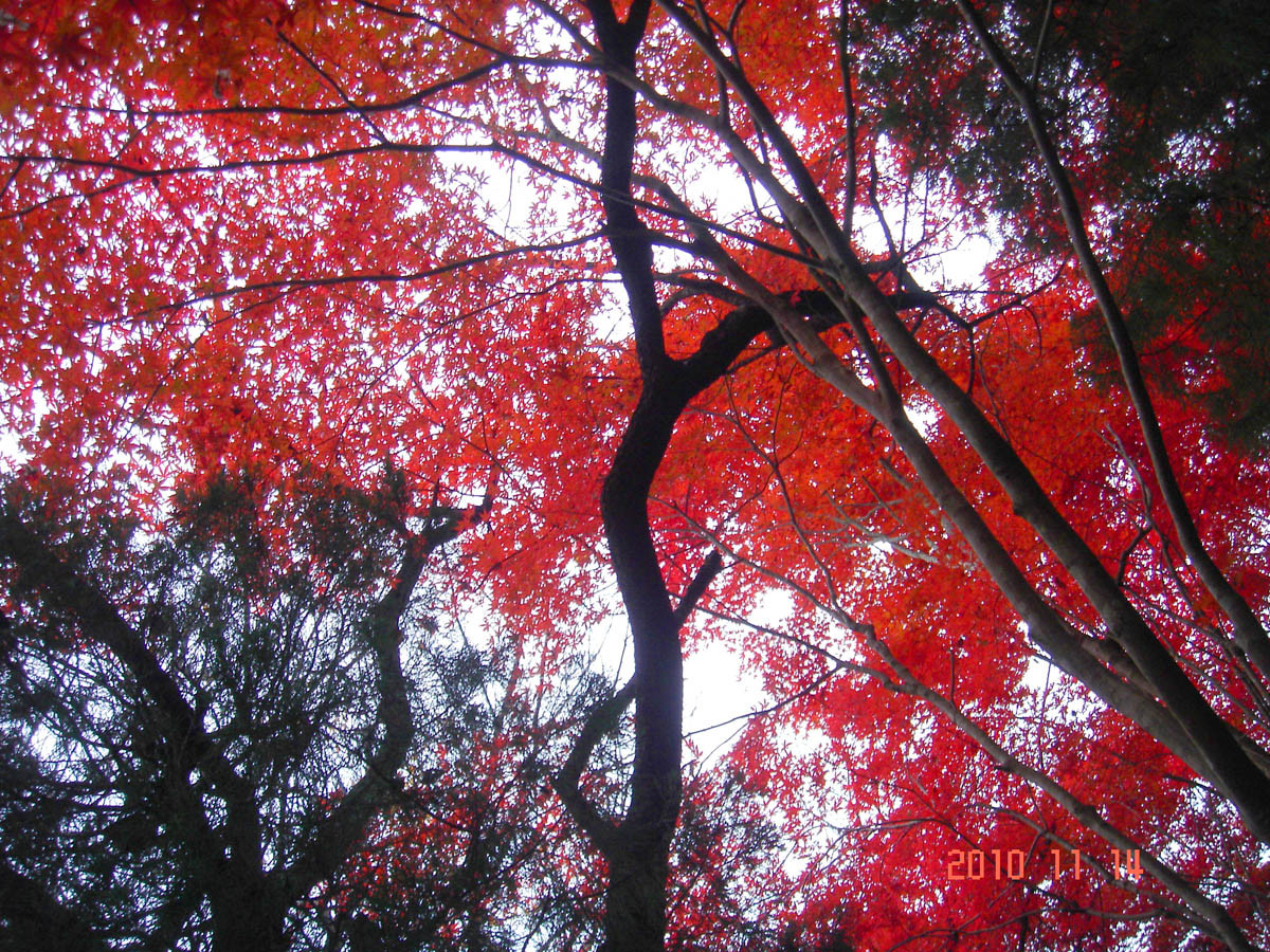 f:id:geasszero:20101219195709j:image f:id:geasszero:20101219195709j:image
