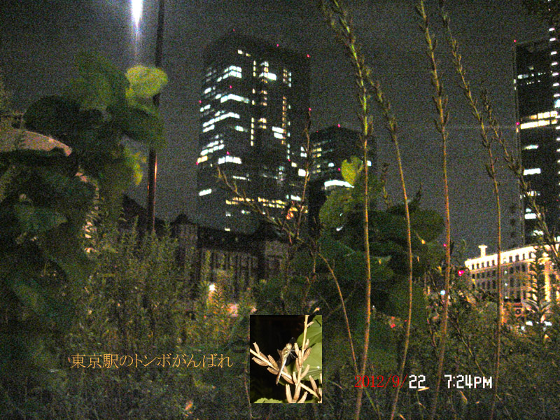 f:id:geasszero:20120923005217j:image f:id:geasszero:20120923005217j:image