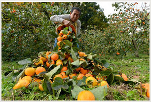 f:id:geasszero:20121114081354j:image