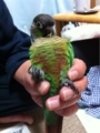 [Conure][ウロコインコ][ウロコインコ][インコ]くるみ（幼児体型じゃないってばー！）