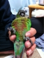 [Conure][ウロコインコ][ウロコインコ][インコ]くるみ（のけぞりっ！）