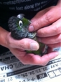 [Conure][ウロコインコ][ウロコインコ][インコ]くるみ（うるうる）