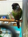 [Conure][ウロコインコ][ウロコインコ][インコ]くるみ（寝起きのもふ）