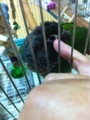 [Conure][ウロコインコ][ウロコインコ][インコ]くるみ（ぷにってぷにって！）