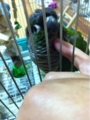 [Conure][ウロコインコ][ウロコインコ][インコ]くるみ（あいーん！）