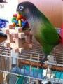 [Conure][ウロコインコ][ウロコインコ][インコ]くるみ（うっしゃー！）