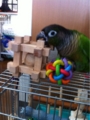 [Conure][ウロコインコ][ウロコインコ][インコ]くるみ（むきー）