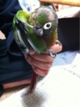 [Conure][ウロコインコ][ウロコインコ][インコ]くるみ（イケメンは違うよねー！）