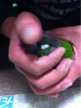 [Conure][ウロコインコ][ウロコインコ][インコ]くるみ（気持ちいー！）