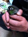 [Conure][ウロコインコ][ウロコインコ][インコ]くるみ（マフラーみたいに暖かいなぁ）