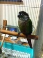 [Conure][ウロコインコ][ウロコインコ][インコ]くるみ（寝ぼけのもふもふ）