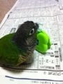 [Conure][ウロコインコ][ウロコインコ][インコ]くるみ（けろっぴ気に入ったのー！）