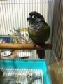 [Conure][ウロコインコ][ウロコインコ][インコ]くるみ（評判の寝起きのもふもふ）