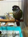 [Conure][ウロコインコ][ウロコインコ][インコ]くるみ（首周辺がそそるの？）