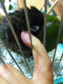 [Conure][ウロコインコ][ウロコインコ][インコ]くるみ（ぷに楽しい！）