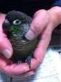 [Conure][ウロコインコ][ウロコインコ][インコ]くるみ（極楽じゃー）