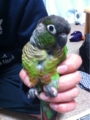 [Conure][ウロコインコ][ウロコインコ][インコ]くるみ（何か用？）