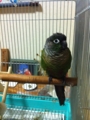 [Conure][ウロコインコ][ウロコインコ][インコ]くるみ（左見て、もふ）