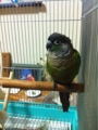 [Conure][ウロコインコ][ウロコインコ][インコ]くるみ（右見て、もふ）