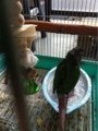 [Conure][ウロコインコ][ウロコインコ][インコ]くるみ（冷たーい）