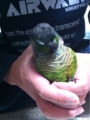 [Conure][ウロコインコ][ウロコインコ][インコ]くるみ（寝ながら羽繕い）