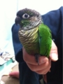 [Conure][ウロコインコ][ウロコインコ][インコ]くるみ（遊び疲れたー）