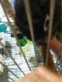 [Conure][ウロコインコ][ウロコインコ][インコ]くるみ（朝からガブリン！）