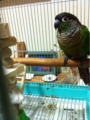 [Conure][ウロコインコ][ウロコインコ][インコ]くるみ（左もふ）