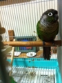 [Conure][ウロコインコ][ウロコインコ][インコ]くるみ（右もふ）