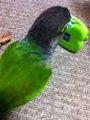 [Conure][ウロコインコ][ウロコインコ][インコ]くるみ（だんなひゃんいないからねー！）