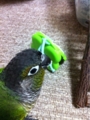 [Conure][ウロコインコ][ウロコインコ][インコ]くるみ（ぶーちゃんよりは、けろっぴと遊ぶよね）