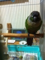 [Conure][ウロコインコ][ウロコインコ][インコ]くるみ（モーニングもふ）