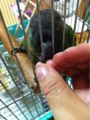 [Conure][ウロコインコ][ウロコインコ][インコ]くるみ（モーニングがぶりん）