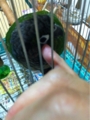 [Conure][ウロコインコ][ウロコインコ][インコ]くるみ（ぷにしてよー！）