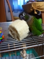 [Conure][ウロコインコ][ウロコインコ][インコ]くるみ（がおーがおー）