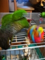 [Conure][ウロコインコ][ウロコインコ][インコ]くるみ（うしゃー、落とすぞー！）