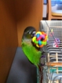 [Conure][ウロコインコ][ウロコインコ][インコ]くるみ（バックドロップ行きまーす！）