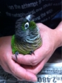 [Conure][ウロコインコ][ウロコインコ][インコ]くるみ（わーい、だんなひゃんだー！）