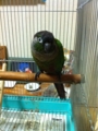 [Conure][ウロコインコ][ウロコインコ][インコ]くるみ（ぶーちゃんが歩いたから！）